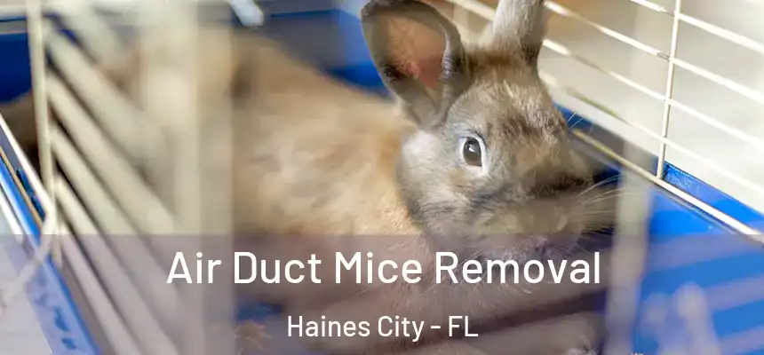 Air Duct Mice Removal Haines City - FL