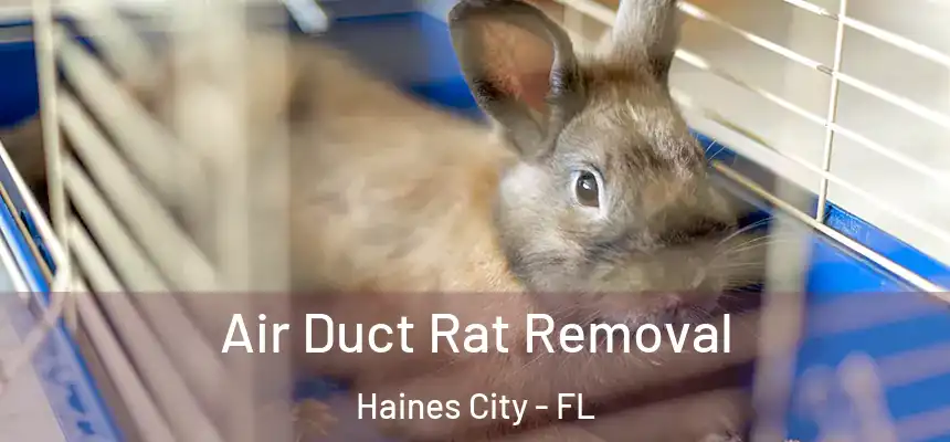 Air Duct Rat Removal Haines City - FL