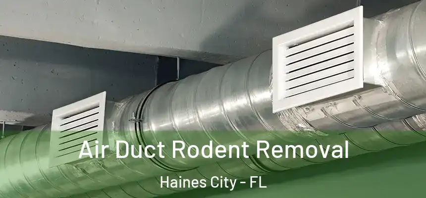 Air Duct Rodent Removal Haines City - FL